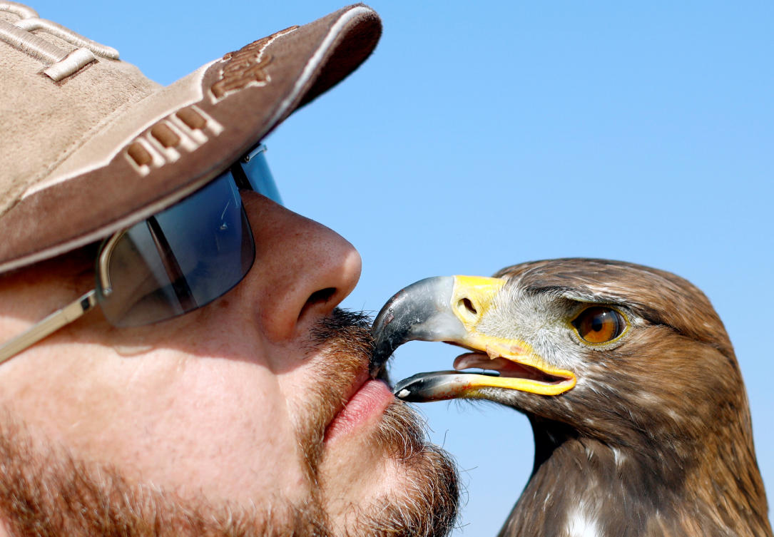 Yasser al-Khawanky feeds his hunting Golden eagle during a celebration by Egyptian clubs and austringers on World Falconry Day at Borg al-Arab desert in Alexandria, Egypt, November 17, 2018. Picture taken November 17, 2018. (Reuters)