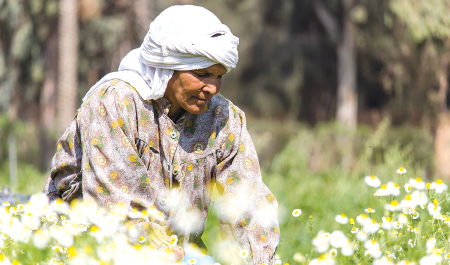Sekem farmer working in the fields. Profits are reinvested in social projects. (Supplied)
