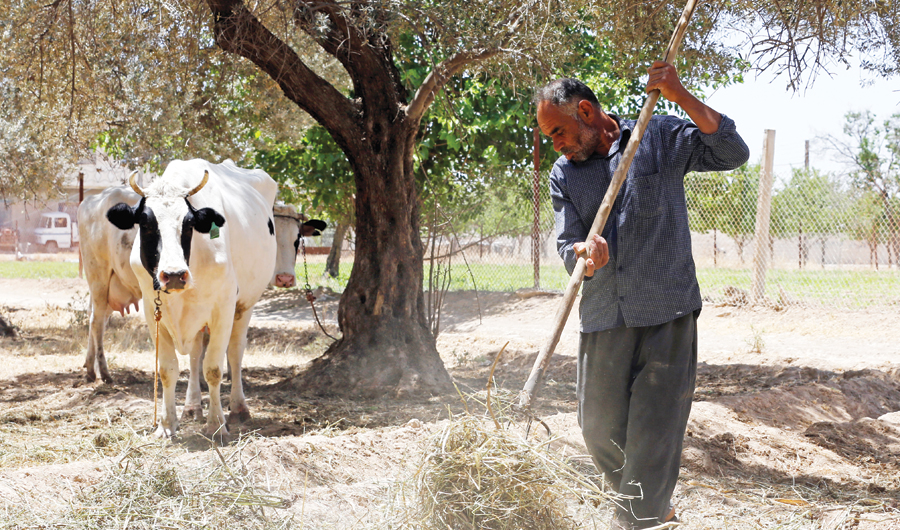 FAO recognizes the importance of developing the resilience of farmers and communities in Syria and elsewhere in the region. (AFP)