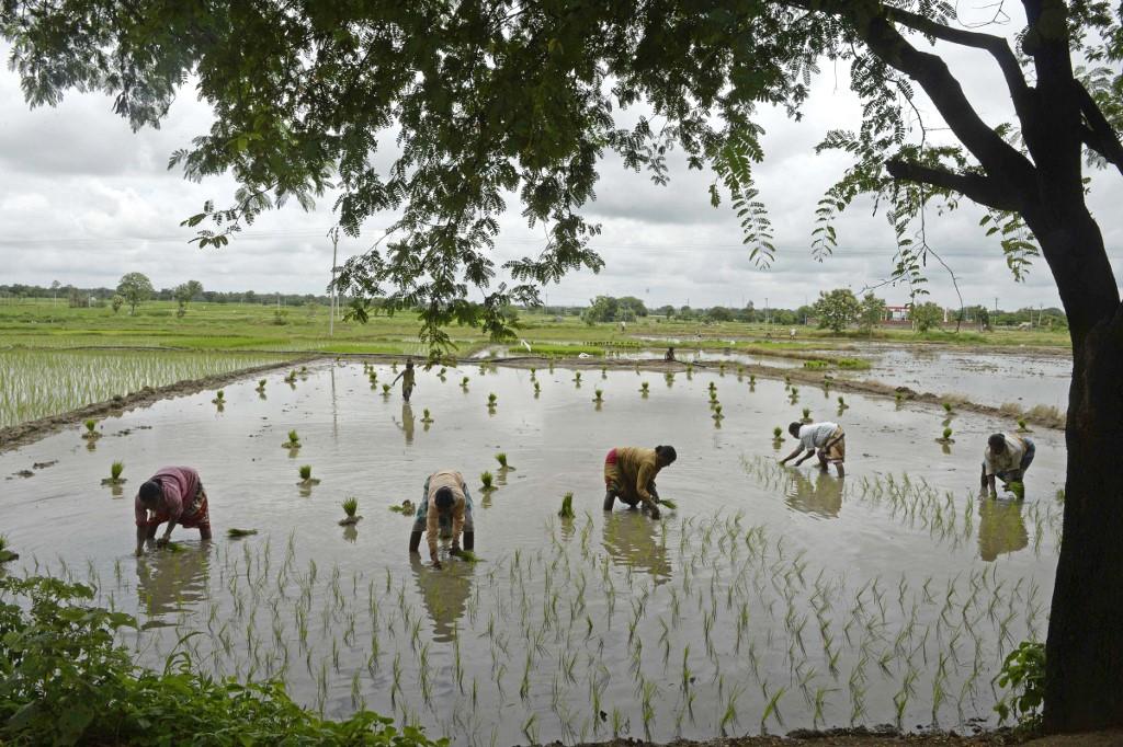 Heavy monsoon rains speed up crop planting in India - Arab News