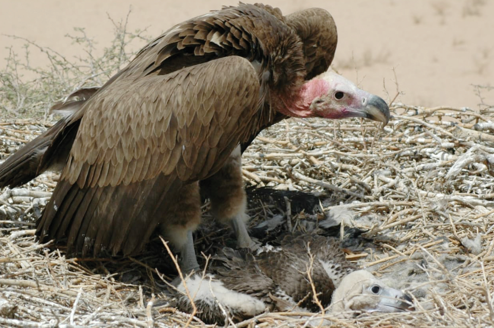 International efforts have been intensified to support biodiversity, especially in light of the coronavirus pandemic, in line with the methodology of the Convention on Migratory Birds and the UN Convention on Combating Desertification, according to Saudi observers. (Shutterstock/Supplied)