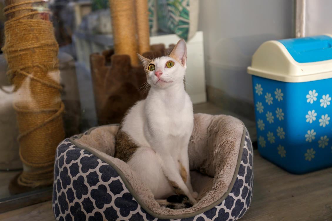 Dubai cat cafe hopes rescues will discover purr-fect new properties