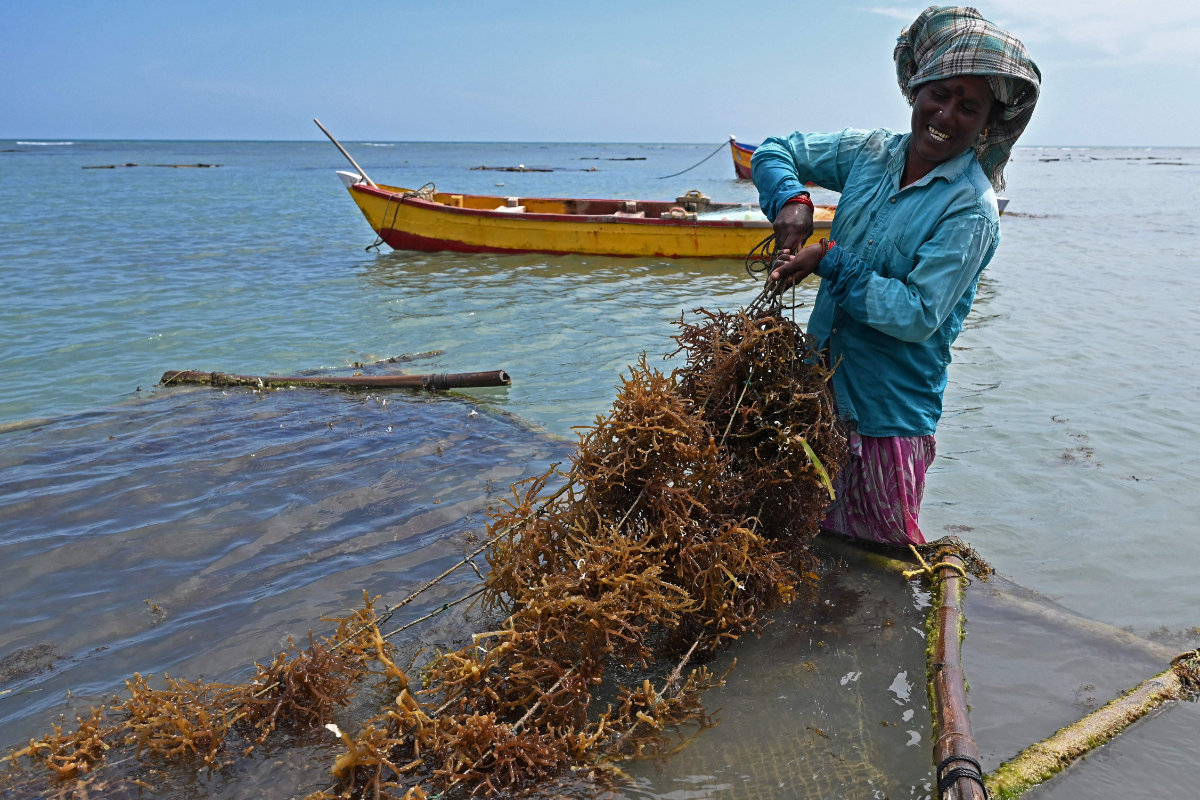 In this photograph taken on Sept. 24, 2021, a woman collects seaweed in the waters off the coast of Rameswaram in India's Tamil Nadu state. (Photo by Arun Sankar/ AFP)