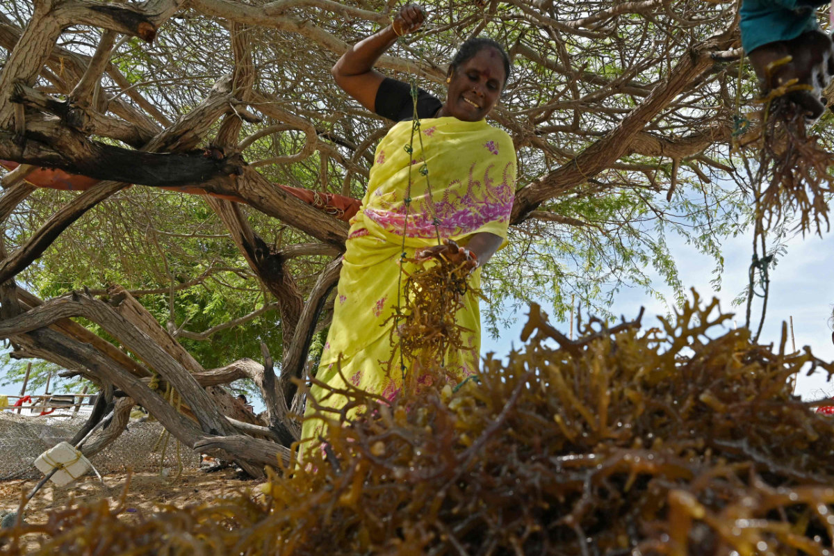  In this photograph taken on Sept. 24, 2021, a woman works on seaweed after harvesting from the waters off the coast of Rameswaram in India's Tamil Nadu state. (Photo by Arun Sankar/ AFP)