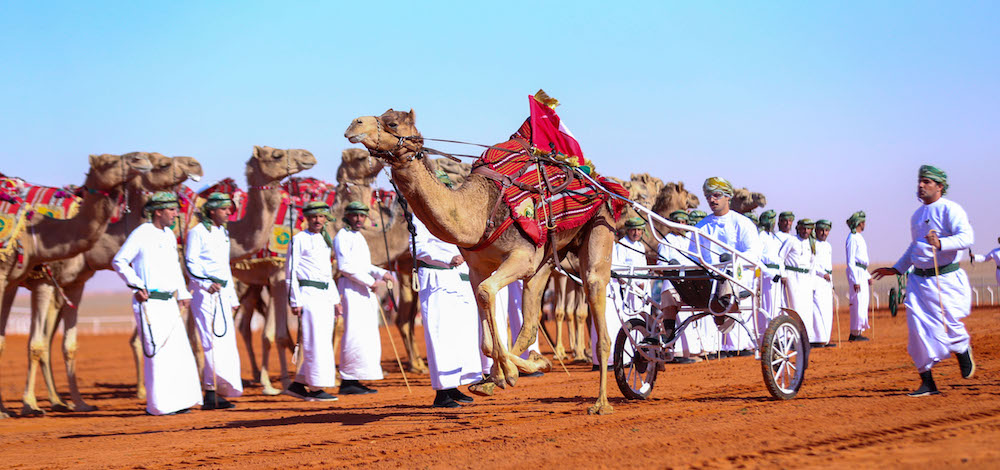 Women compete with their camels in the King Abdulaziz Camel Festival, which begins Friday, and ends Saturday in Riyadh. (AN Photo/Saad Al-Dosari)