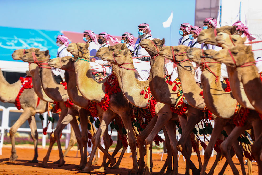 Women compete with their camels in the King Abdulaziz Camel Festival, which begins Friday, and ends Saturday in Riyadh. (AN Photo/Saad Al-Dosari)