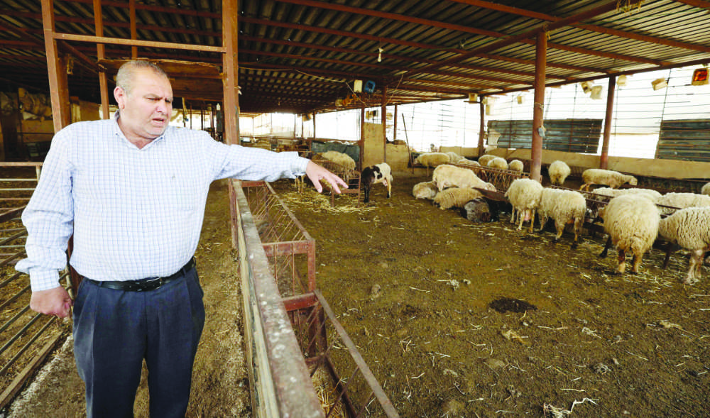 Mohammed Basheer tours his farm in the village of Wadi Al-Faraa after major foot-and-mouth outbreak hit West Bank. (AFP) Mohammed Basheer tours his farm in the village of Wadi Al-Faraa after major foot-and-mouth outbreak hit West Bank. (AFP)