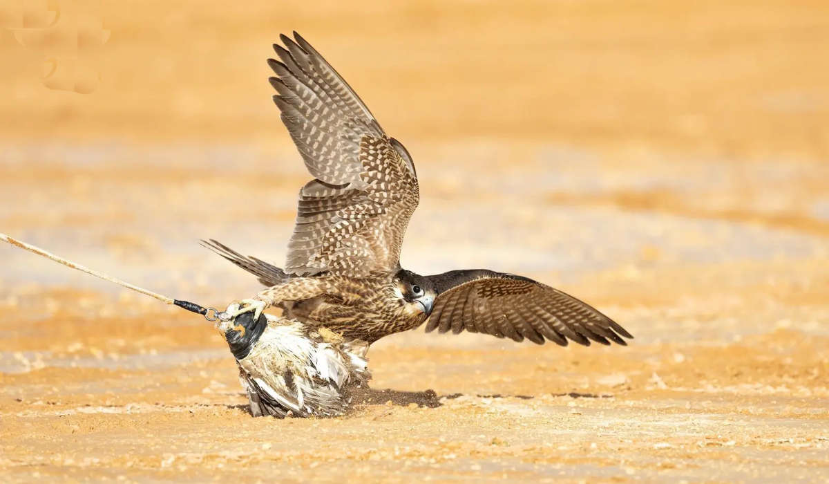 The King Abdulaziz Falconry Festival has attracted exceptional numbers since its launch in 2019. (SPA)