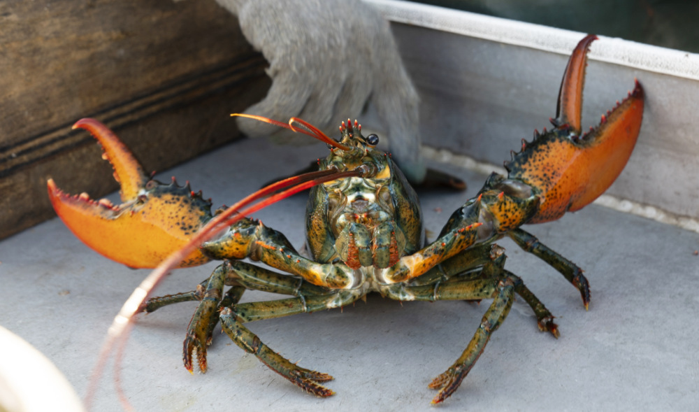 Pandemic hasn’t slowed China’s love for US lobster