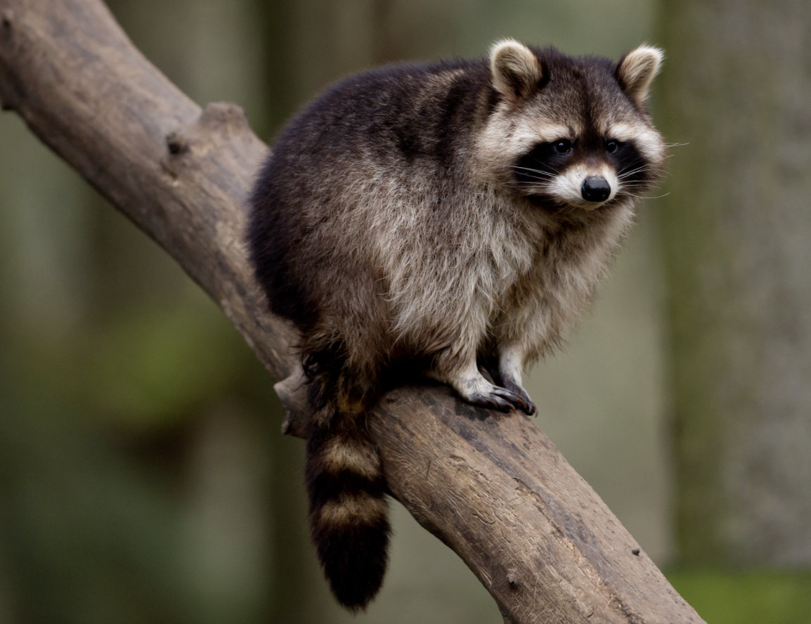 Raccoon falls through ceiling into packed university dining hall thumbnail