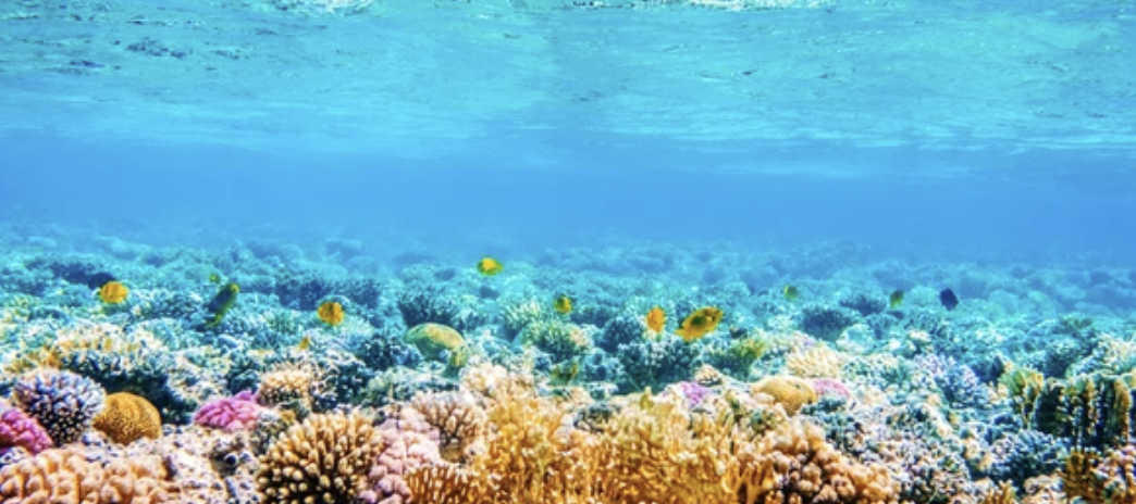 كاوست تحصل على منحة بحثية لدعم مشاريع الحفاظ على الشعاب المرجانية