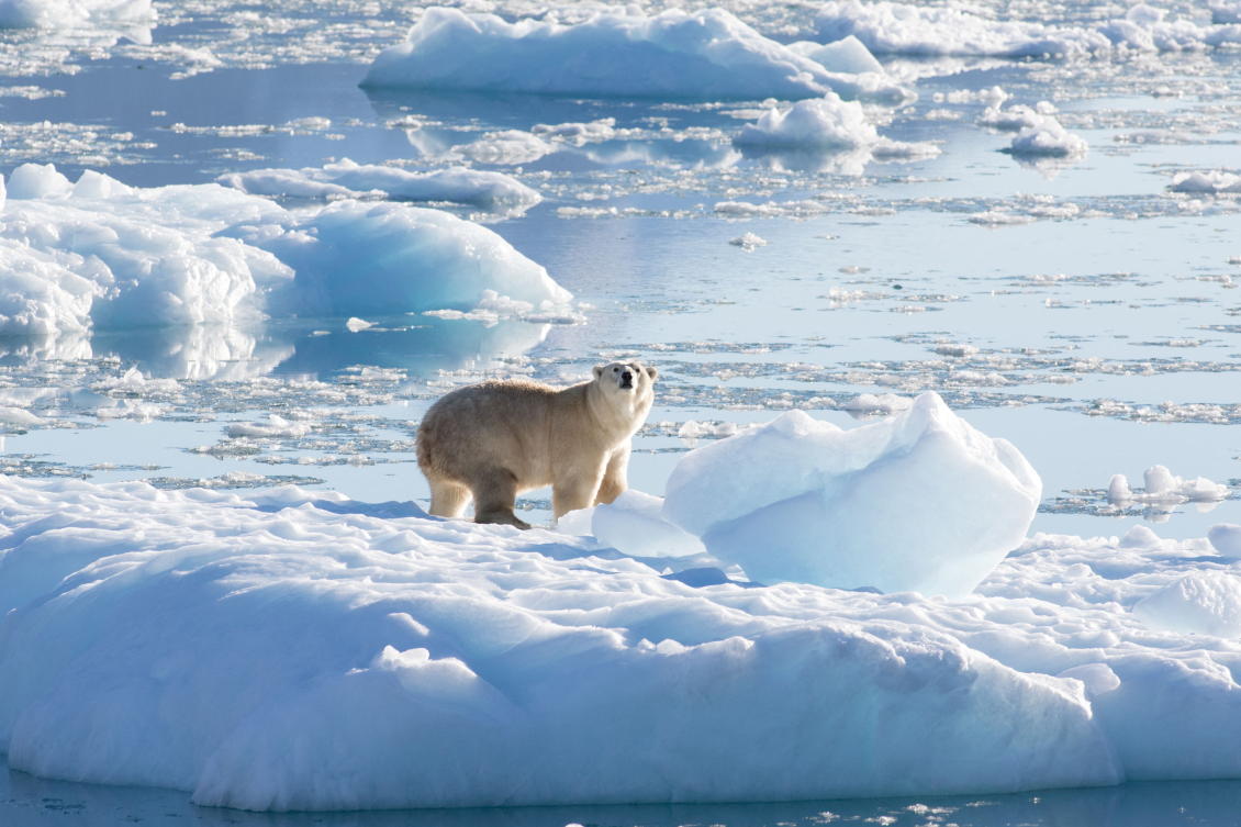 اكتشف العلماء مجموعة جديدة من الدببة القطبية في منطقة خالية من الجليد البحري