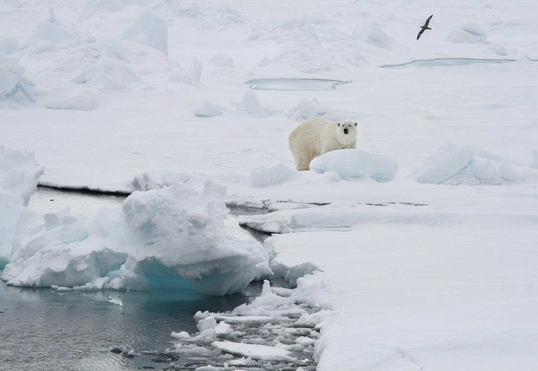 En kvinne skadet av en isbjørn på de norske øyene på Svalbard