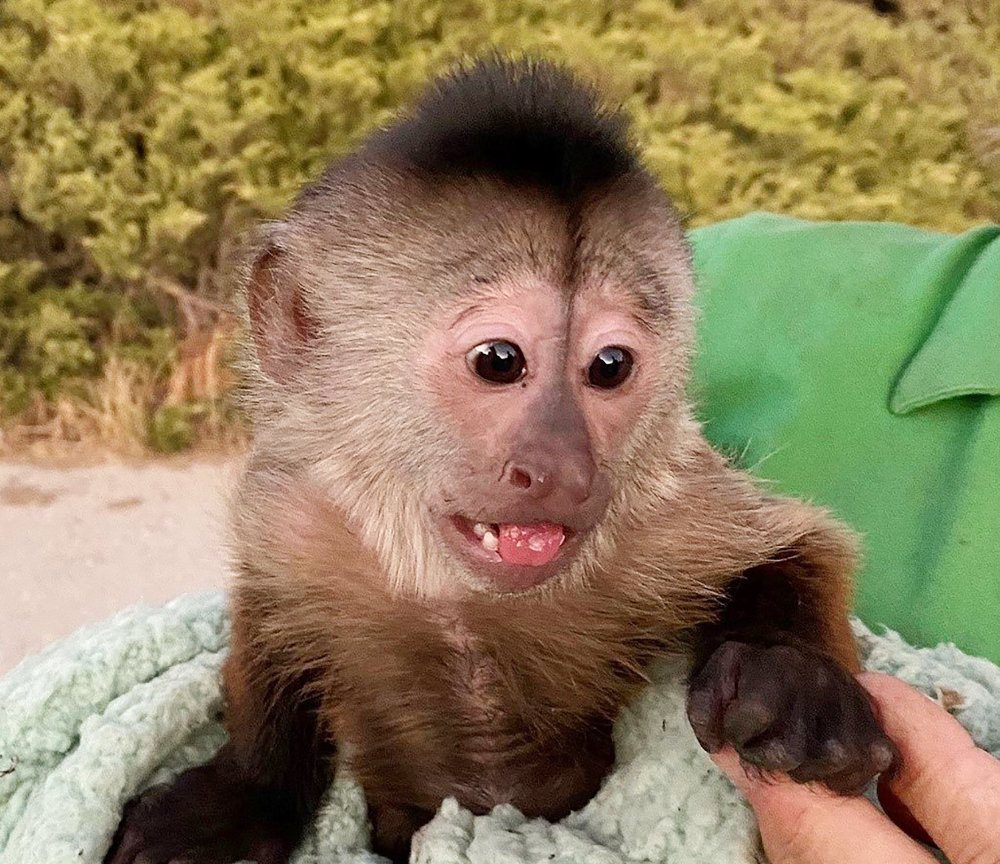 حالة القردة وراء استدعاء 911 لحديقة حيوان بكاليفورنيا