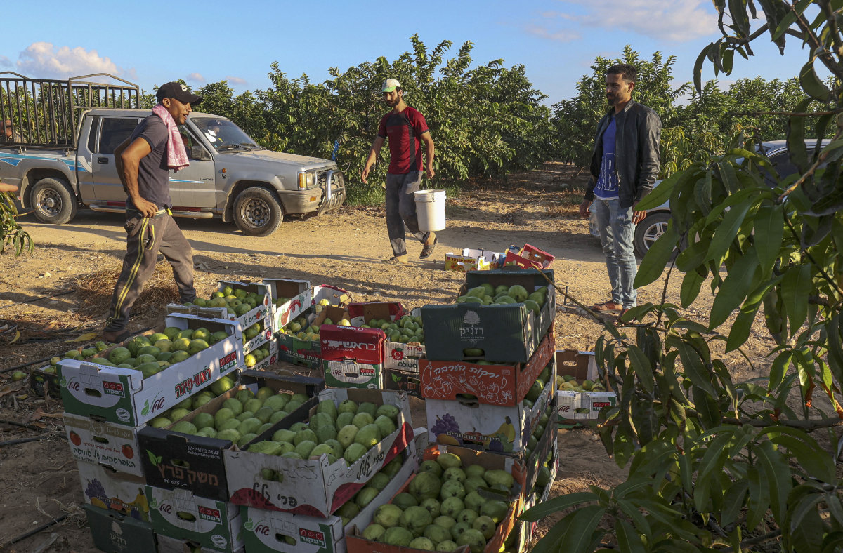 gaza harvest