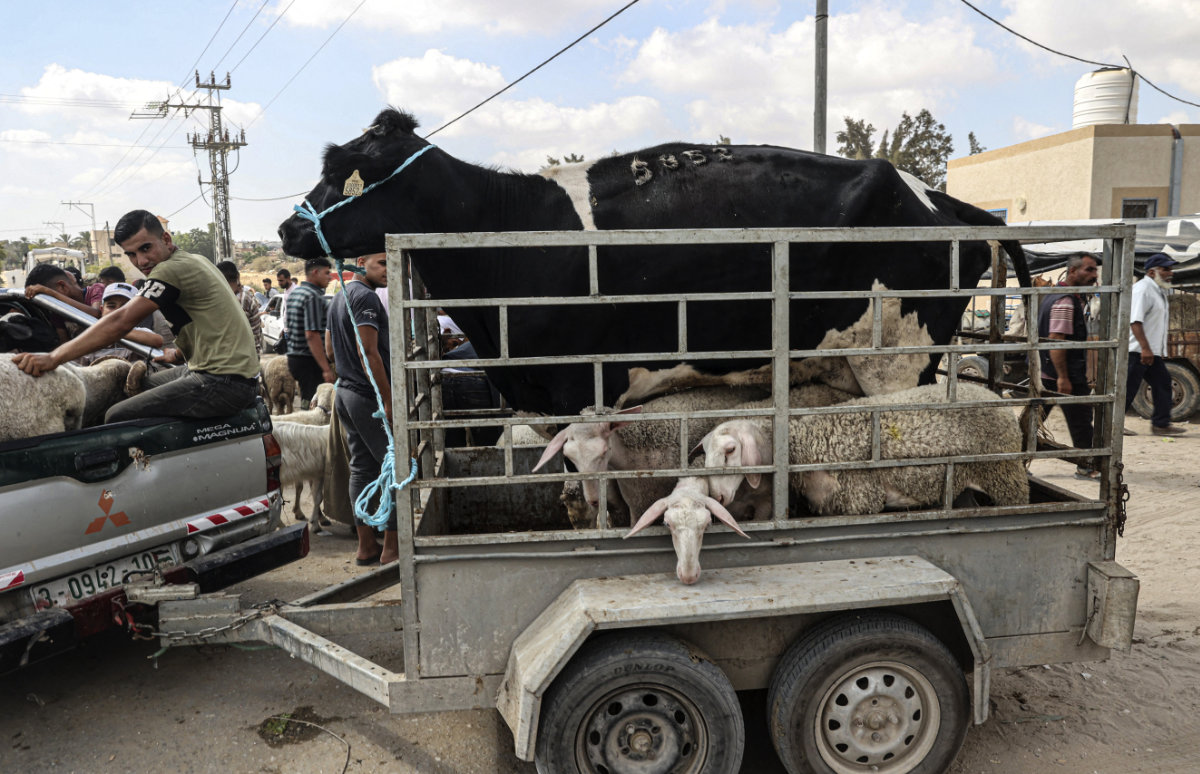 livestock market