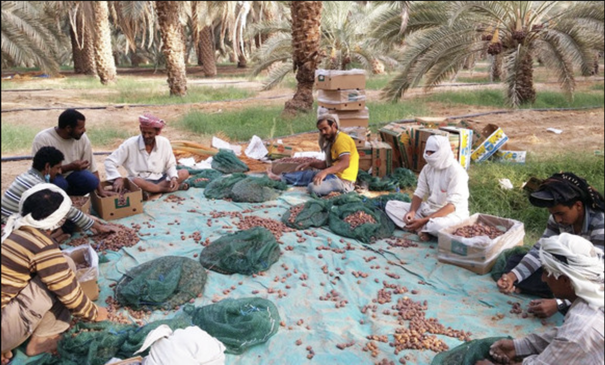 3 farmers harvesting dates in wadi ad dawasir where obaid alsafi was born spa