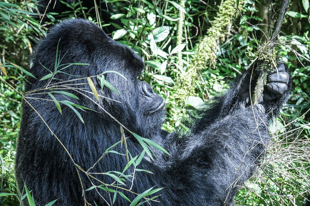 I am a gorilla, and I want to talk to you: We are dying