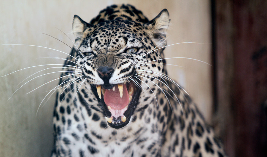A female Arabian leopard is pictured at the Sanaa Zoo in Sanaa, Yemen January 20, 2020. (REUTERS)
