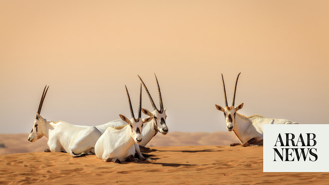 How the Arabian oryx was brought back from extinction | Arab News