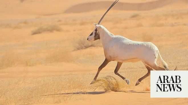 Saudi Arabia implements strict rules to protect wildlife | Arab News