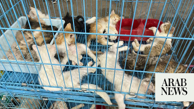 Why prevention of animal abuse and neglect is gaining urgency in Saudi  Arabia | Arab News
