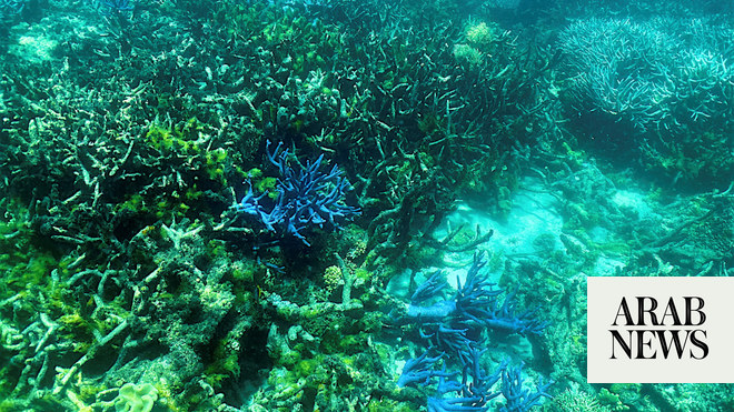 يقول الخبراء إن أستراليا تفتقر إلى جهود الحاجز المرجاني العظيم