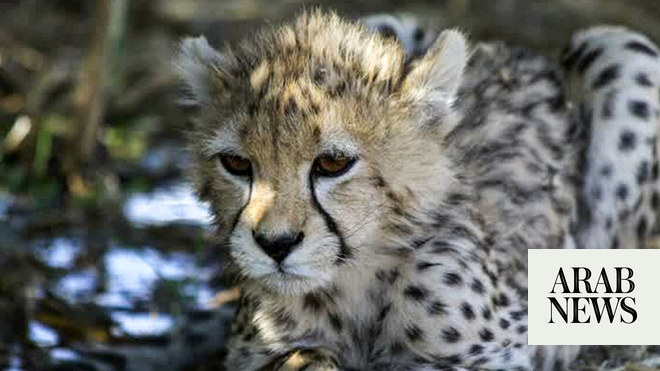 Iranians express anger and sorrow over the death of Asiatic cheetah cub  Pirouz | Arab News