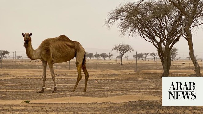 يواجه مربي الماشية في دولة الإمارات العربية المتحدة لوائح رعي جديدة لحماية البيئة