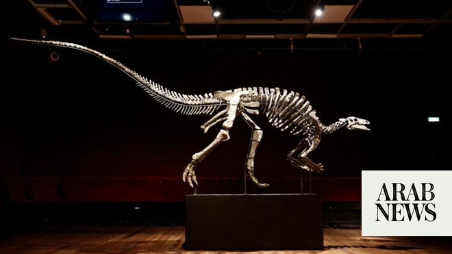 الديناصور المعروف باسم “باري” معروض للبيع في مزاد نادر في باريس
