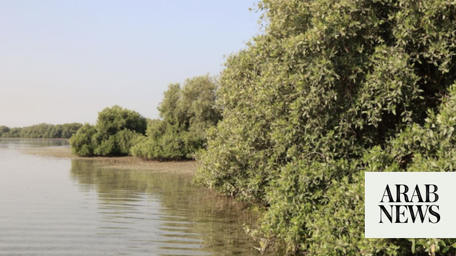 Indonesia akan meluncurkan pusat penelitian mangrove pada COP28 bersama UEA