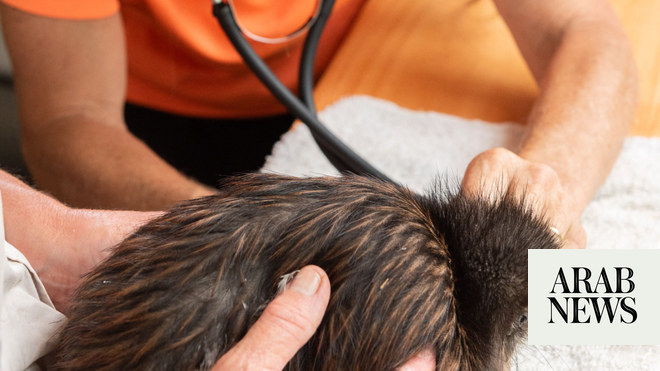 نيوزيلندا تفتتح أول “مستشفى كيوي” للطيور المصابة