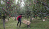 A Kashmiri farmer transports apples on a wheelbarrow inside his orchard in Wuyan, south of Srinagar Indian controlled Kashmir. (AP file photo)  