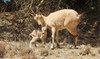 Soudah Development introduced 15 endangered ibex in the Soudah area. (SPA)