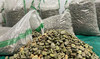 Saudi authorities seize amphetamine pills hidden in plastic beans