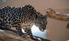 Saudi Arabia’s efforts to protect Arabian Leopard documented by Princess Reema Bint Bandar