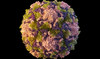 This 2014 illustration made available by the U.S. Centers for Disease Control and Prevention depicts a polio virus particle. (AP