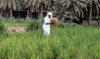 Saudi Arabia’s agricultural sector grew at a rate of 7.8% in 2021