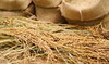 Saudi Grains Organization buys 5k tons of wheat for $2.4m 