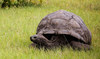 World’s oldest recorded tortoise Jonathan prepares for 190th birthday party 