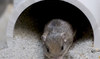 Tiny California mouse wins Guinness award for longevity