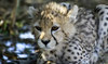 Iranians express anger and sorrow over the death of Asiatic cheetah cub Pirouz