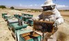 Syrian beekeepers battle both war and climate change
