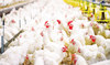 Feathering the nest: Saudi Arabia sees poultry production as key for food security