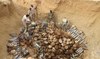 Demining teams continue to find more newly-planted landmines after each truce in Yemen: Project Masam