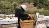 Saudi honeybee program achieves 200% productivity boost