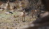 Three ibex born in King Abdullah National Park