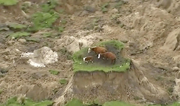 Nowhere to mooove: 3 cows stranded by NZ quake