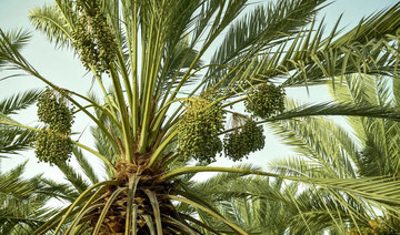Saudi Arabia’s majestic date palm