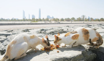Abu Dhabi: An island home to stray cats seeks aid